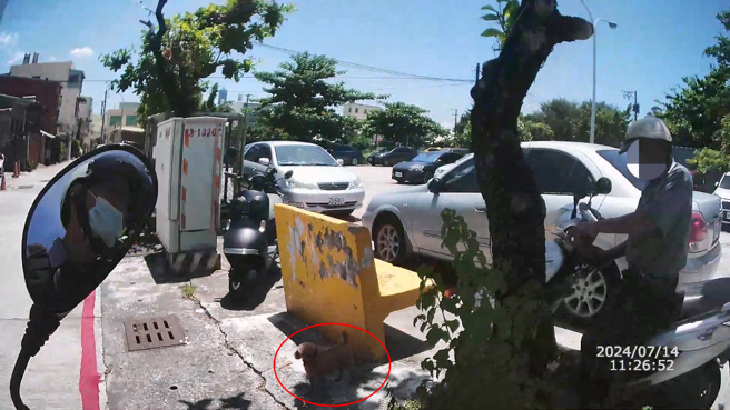 高雄市旗津區一名69歲郭姓老翁，因不忍家中貴賓狗「蒂蒂」哀號，酒後竟騎車帶狗出門散步。（翻攝畫面）