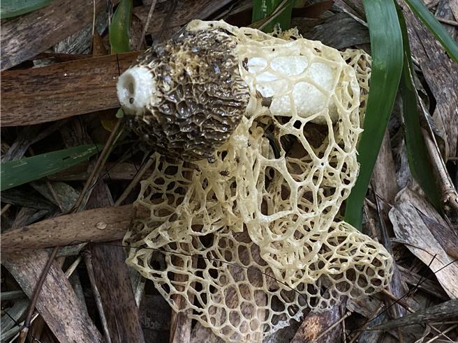 午後大雷雨過後常可在野外看到不明蕈菇生長，彰化縣衛生局提醒民眾謹記「不採不食」。（孫英哲攝）