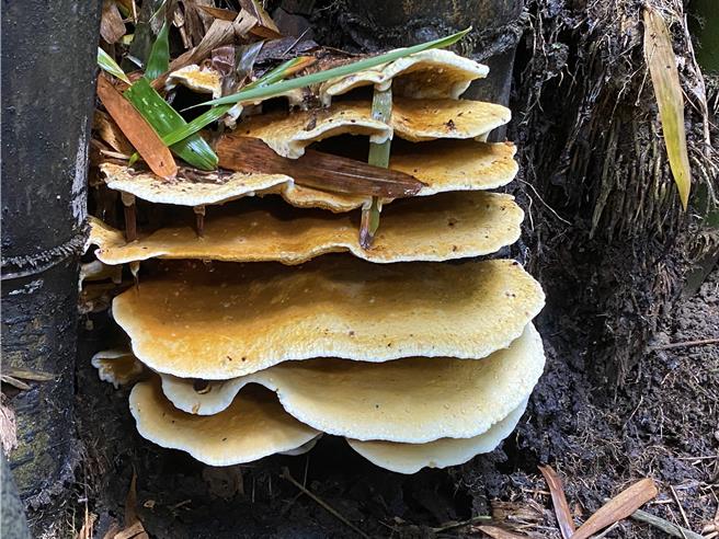 午後大雷雨過後常可在野外看到不明蕈菇生長，彰化縣衛生局提醒民眾謹記「不採不食」。（孫英哲攝）