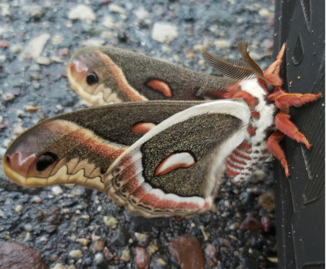 美国一名男子日前在墙角看见一条「双头蛇」，凑近观察才惊觉其实是天蚕蛾的翅膀。（示意图：Shutterstock／达志）