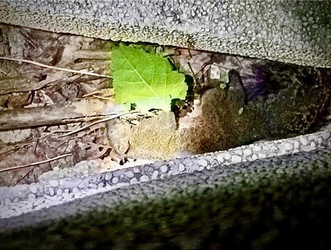 台電初步查出，肇事的是松鼠，因不慎觸碰到架空線路開關，造成停電事故。（台電提供）