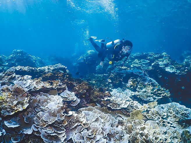 潛水活動者觀察到墾丁、小琉球珊瑚白化嚴重，規模恐怕超過2020年。（台灣潛水陳琦恩提供／羅琦文屏東傳真）