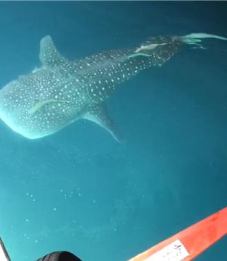 豆腐鯊陪玩漁船？ 漁民哭笑不得：小管都嚇跑了