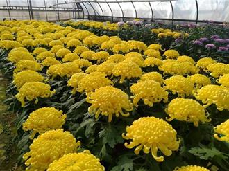 全台最年輕二代花農 「壽菊達人」憑長壽菊賺進百萬