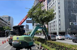 高雄博愛路改種雨豆樹 陰影覆蓋增強助城市降溫