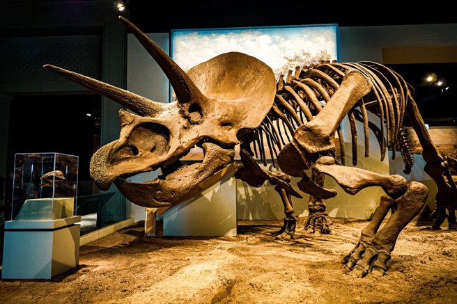 美国洛杉矶自然歷史博物馆将展出一具特殊的恐龙化石，它不但属于全新物种，还是全球唯一的绿色骨骼恐龙化石。（示意图：Shutterstock／达志）