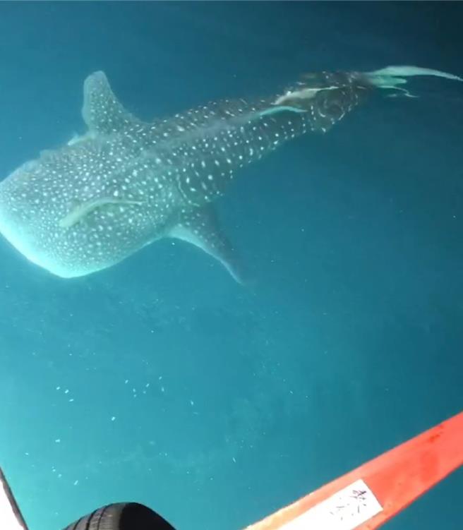 2024年7月17日澎湖縣／一頭小鯨鯊16日晚伴游在姑婆海域作業中的澎湖漁船，巨大體型害漁民要抓的小管全跑了。（漁民提供／許逸民澎湖傳真）