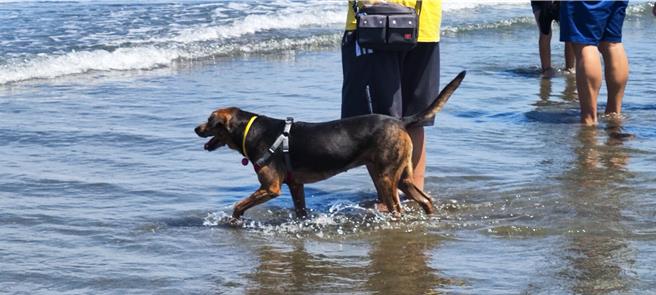 2024年后龙镇水尾社区百人牵罟活动日前在水尾沙滩登场，连狗儿也兴奋地同来凑热闹。（谢明俊摄）