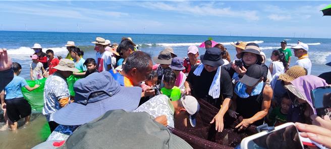 2024年后龙镇水尾社区百人牵罟活动日前在水尾沙滩登场，罟网拉回滩岸，眾人争相查看渔获。（谢明俊摄）