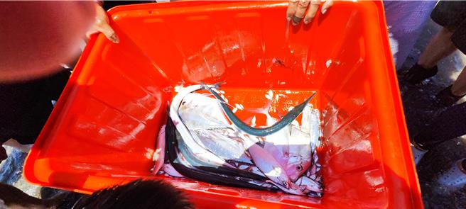 后龙镇水尾社区百人牵罟活动日前在水尾沙滩登场，罟网拉回滩岸，眾人争相查看渔获。（谢明俊摄）