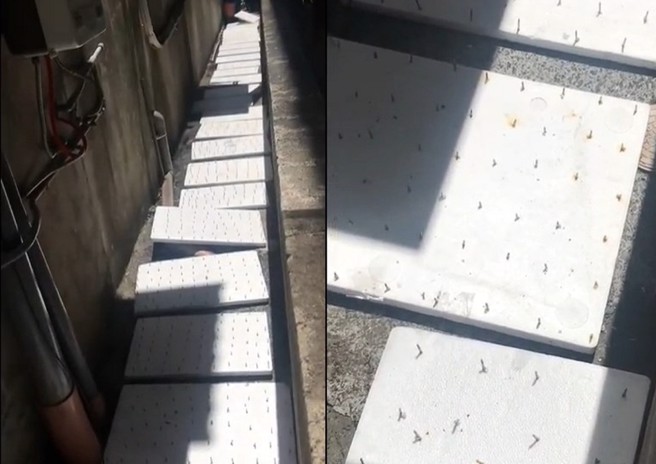 鄰居在後方防火巷內放置超多釘板，不知道防人還是防流浪貓，真的很危險。（翻攝爆料公社）