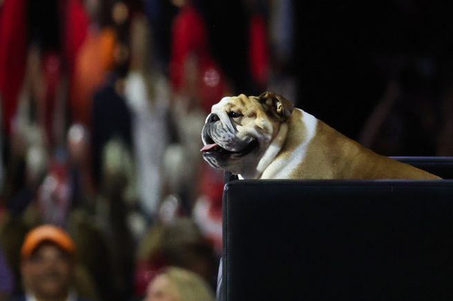美国西维吉尼亚州州长贾斯提斯的宠物「宝贝狗」（Babydog）16日成了共和党全代会舞台焦点。（路透）