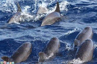 罕见瓜头鲸群现身花莲外海 近百只随船律动超惊喜 