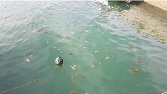 澎湖水母大爆發 下水有如「泡水母羹」