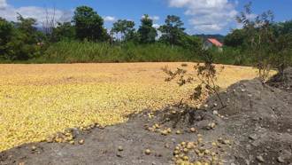 中秋過後文旦當堆肥遭詬病 農業部祭3招拓展通路