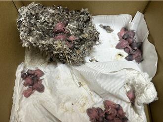 整修外墙拆鸟窝遭批手段残忍 桃疗下周拆除防鸟网