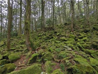 盛夏避暑好去處！大雪山國家森林遊樂區享涼爽與芬多精