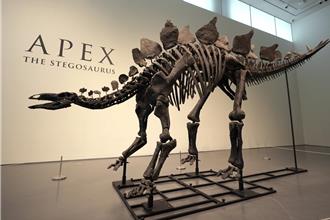 歷來最大最完整「劍龍化石」拍賣 成交價破紀錄