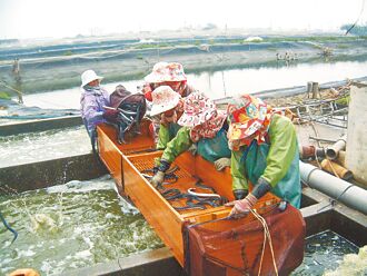 我見我思－日、中、台養鰻業的興衰消長