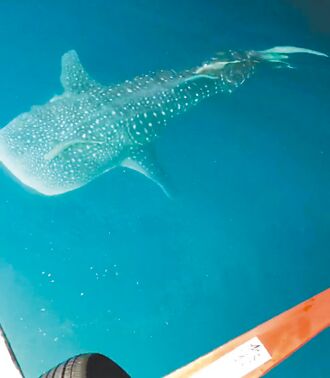 澎湖 豆腐鯊現蹤漁船旁 漁民︰小管全嚇跑