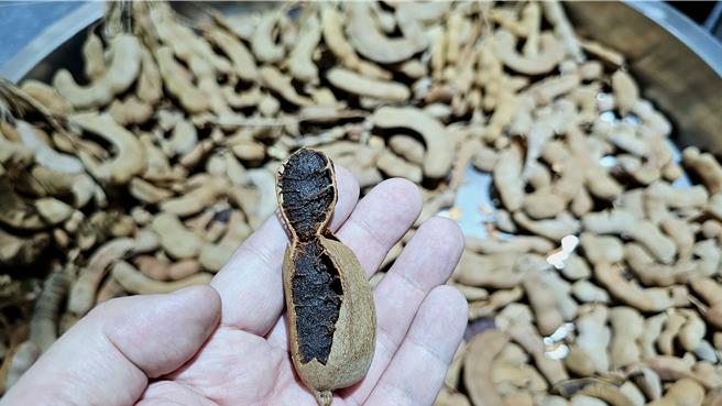 酸角（罗望子）具备多重健康好处，包含如抗辐射、抗氧化，促进新陈代谢等。（吴泓勋摄）