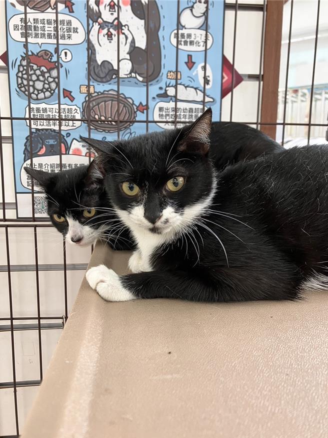 汐止区某宠物用品卖场门口日前被弃置3只小猫，图为其中2只。（新北市动保处提供）