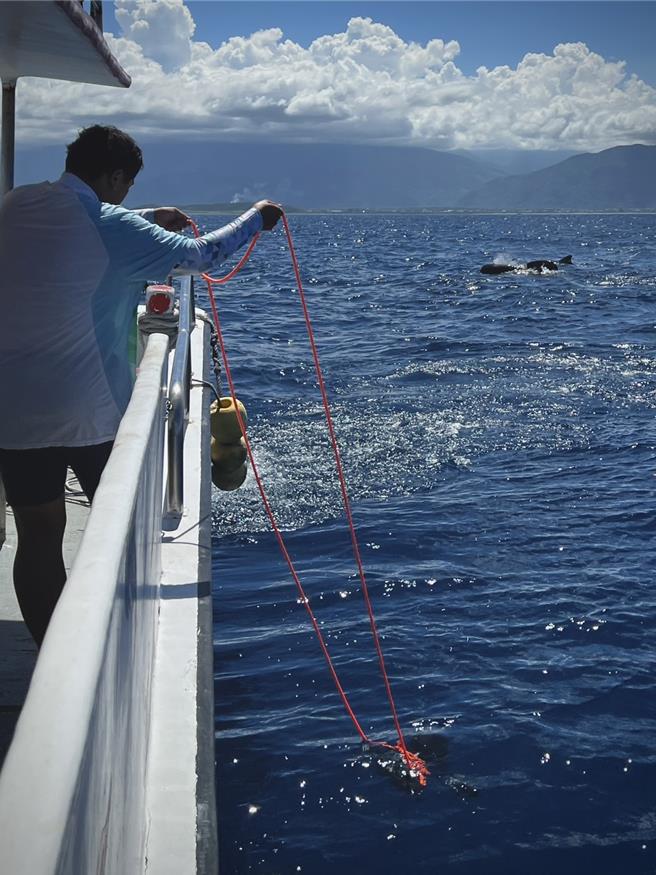 花莲福尔摩沙协会17日在花莲港外海，展开鲸豚调查航行，与多罗满赏鲸公司携手成功目击多种珍贵海洋生物，包括弗氏海豚、领航鲸，以及极为罕见的瓜头鲸。（多罗满赏鲸公司提供／王志伟花莲传真）