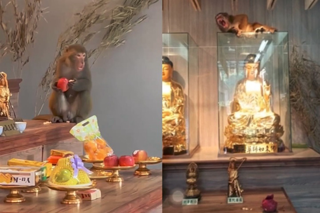 有猴子闖入二殯，不但偷吃桌上的供品蘋果，還爬到如來神像的玻璃櫃上睡覺。（合成圖／翻攝自記者爆料網）