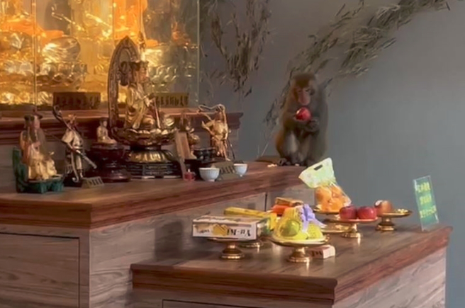 猴子闖入二殯偷吃桌上供品，但無攻擊性，管理單位呼籲民眾看到猴子時不要靠近。（圖／翻攝自記者爆料網）