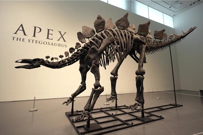 名为Apex的剑龙化石，7日在纽约苏富比拍卖会以4460万美元成交。（美联社）