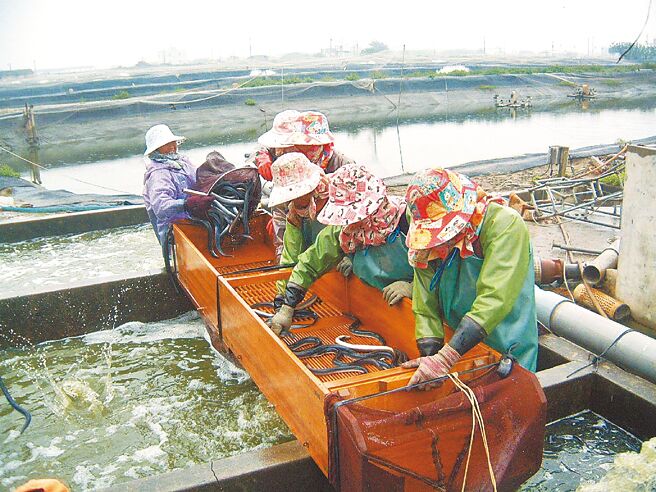 鳗鱼是台湾重要的淡水养殖鱼种，主要外销到日本，近年出口锐减，「养鳗王国」美誉，已如明日黄花。图／本报资料照片