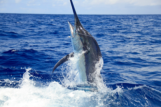 蓝枪鱼復仇！海钓客差点「被插管」 4700万人惊呼