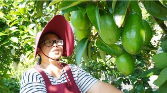 「我的志愿是国际A级通缉犯」变农夫 酪梨女青农的奇幻农业人生