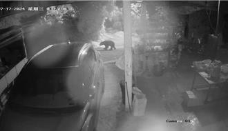 高雄茶園出現黑熊現蹤開蜂箱偷吃蜜 農民嚇壞通報