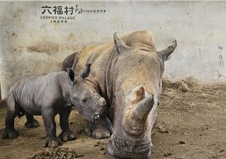 六福村迎新犀牛寶寶 命名票選「桃喜、桃福」2選1