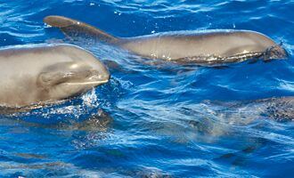 游客惊喜 罕见瓜头鲸群 现踪花莲外海