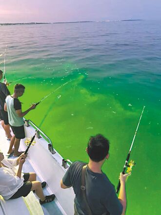 熱浪催生 澎湖海域變水母羹