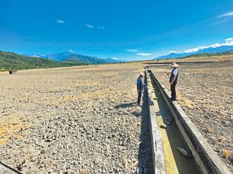 乾旱＋供水不足 花蓮二期稻作恐休耕