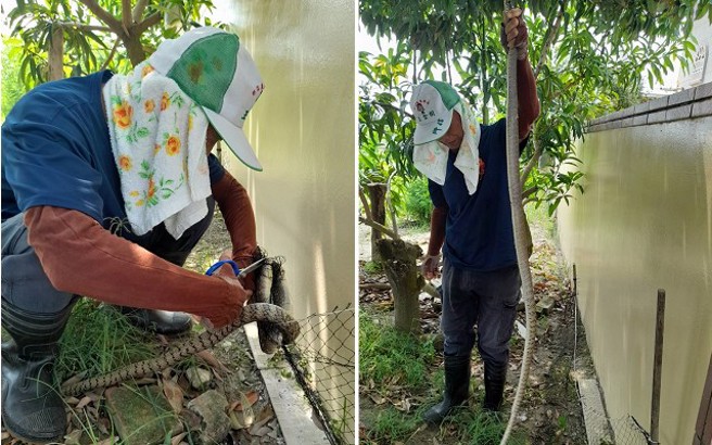 台南安南區公親里里長王金樹一個月來已經抓到6條蛇，粉專笑說蛇真的有靈性，知道里長會把牠們野放，最近頻繁來找里長玩。（圖／公親日誌粉專提供）