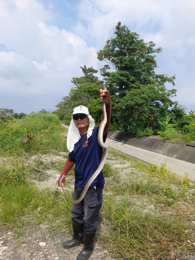 里長抓到蛇後帶野地野放。（圖／公親日誌粉專提供）
