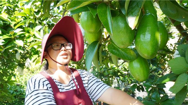 楊子賢從小怕蟲，未曾想卻一頭栽進酪梨園，還成為全國百大青農。（寶智華攝）