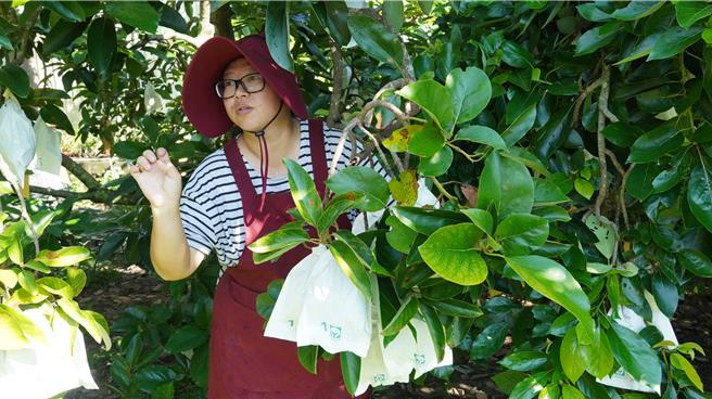 楊子賢承接祖傳酪梨園成為專業農民。（寶智華攝）