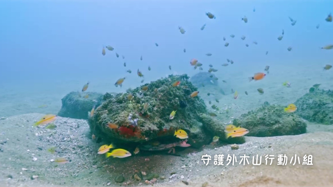 守護外木山行動小組19日舉行「四接3.0填海預定地水下生態調查成果」記者會，並公布外木山海域特有東北角瑚瑚群聚孕育豐富海洋生態。（守護外木山行動小組提供）