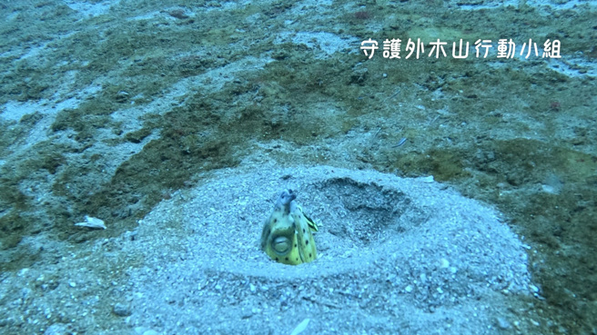 守護外木山行動小組19日舉行「四接3.0填海預定地水下生態調查成果」記者會，並公布外木山海域特有東北角瑚瑚群聚孕育豐富海洋生態。（守護外木山行動小組提供）