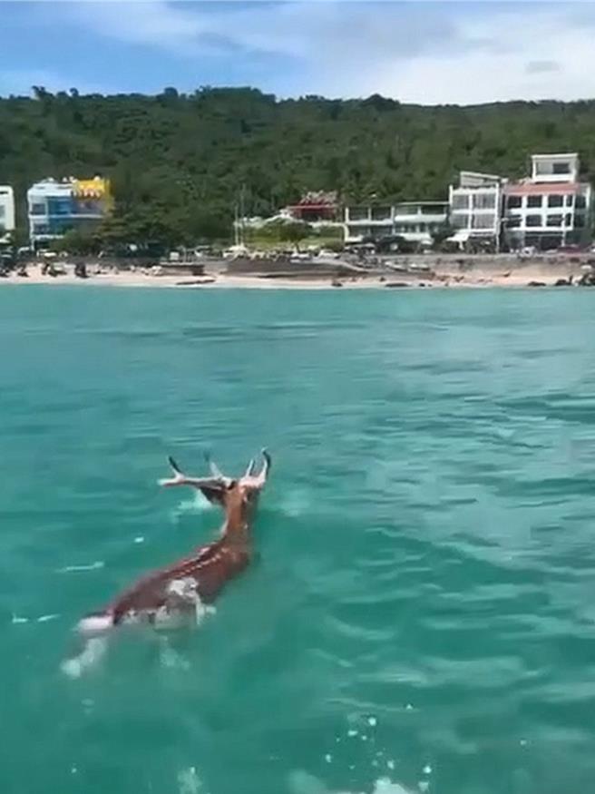 墾丁南灣出現一隻梅花鹿海泳，被水上活動業者拍下，墾管處指出，可能是遭犬隻追逐而跳入海中。（民眾潘先生提供／羅琦文屏東傳真）