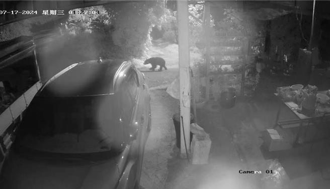 经营茶园的洪姓农友听见犬只吠叫后起身查看监视器画面，惊讶地发现一只台湾黑熊正在园中游荡寻找食物，这才确认蜂箱被撬开，原来是黑熊「大驾光临」取食蜂蜜。（林业保育署屏东分署提供／林雅惠高雄传真）