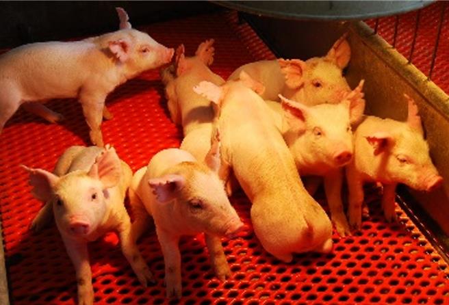 经济部近日已修订，针对猪及鸡饲料中的粗蛋白质含量，新增最高限量及调降最低限量。（农业部提供／林良齐台北传真）