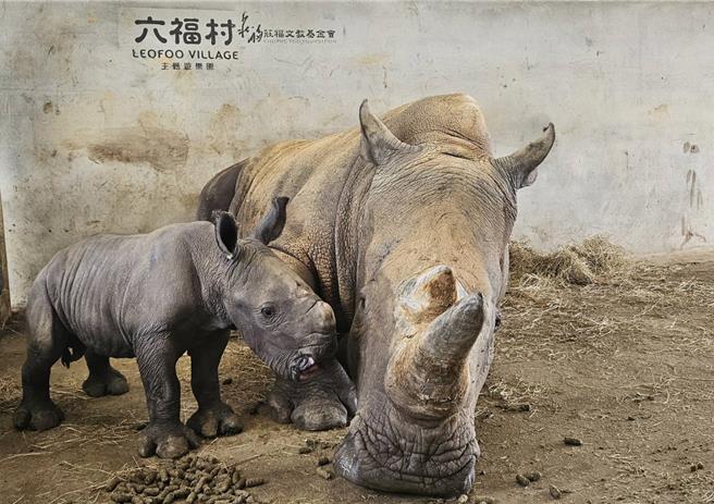 六福村喜添犀牛宝宝（左），预计在20日于粉专举办命名票选活动。（六福村提供／邱立雅竹县传真）