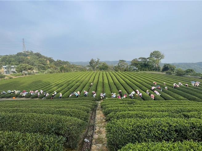 東方美人茶採茶工缺工以及高齡化問題難解，茶農盼政府能協助。（銓聖茶業提供／邱立雅竹縣傳真）