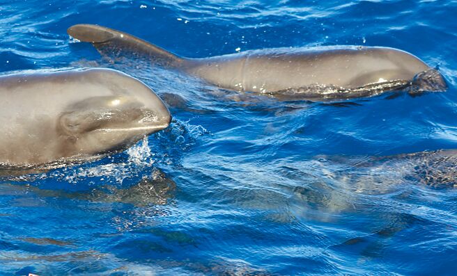 花莲县福尔摩沙协会17日在花莲外海调查鲸豚，发现罕见的瓜头鲸群，数量约有100只，并成功记录瓜头鲸声音及影像。（赏鲸业者提供／王志伟花莲传真）